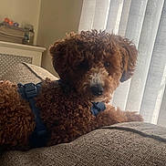 Solomon Douglas is registered to the contest to win money with this photo: dog, puppy, curly_fur, brown_fur, fluffy, harness, pet, sofa, couch, indoor, home, window, curtains, natural_light, portrait, lying_down, relaxed, adorable, companion_animal, cozy