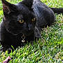 black_cat, cat, animal, pet, grass, outdoor, nature, collar, bell, feline, whiskers, ears, eyes, fur, relaxing, closeup, green, leaf, mammal, wildlife