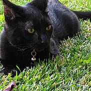 Shadow is registered to the contest to win money with this photo: black_cat, cat, animal, pet, grass, outdoor, nature, collar, bell, feline, whiskers, ears, eyes, fur, relaxing, closeup, green, leaf, mammal, wildlife