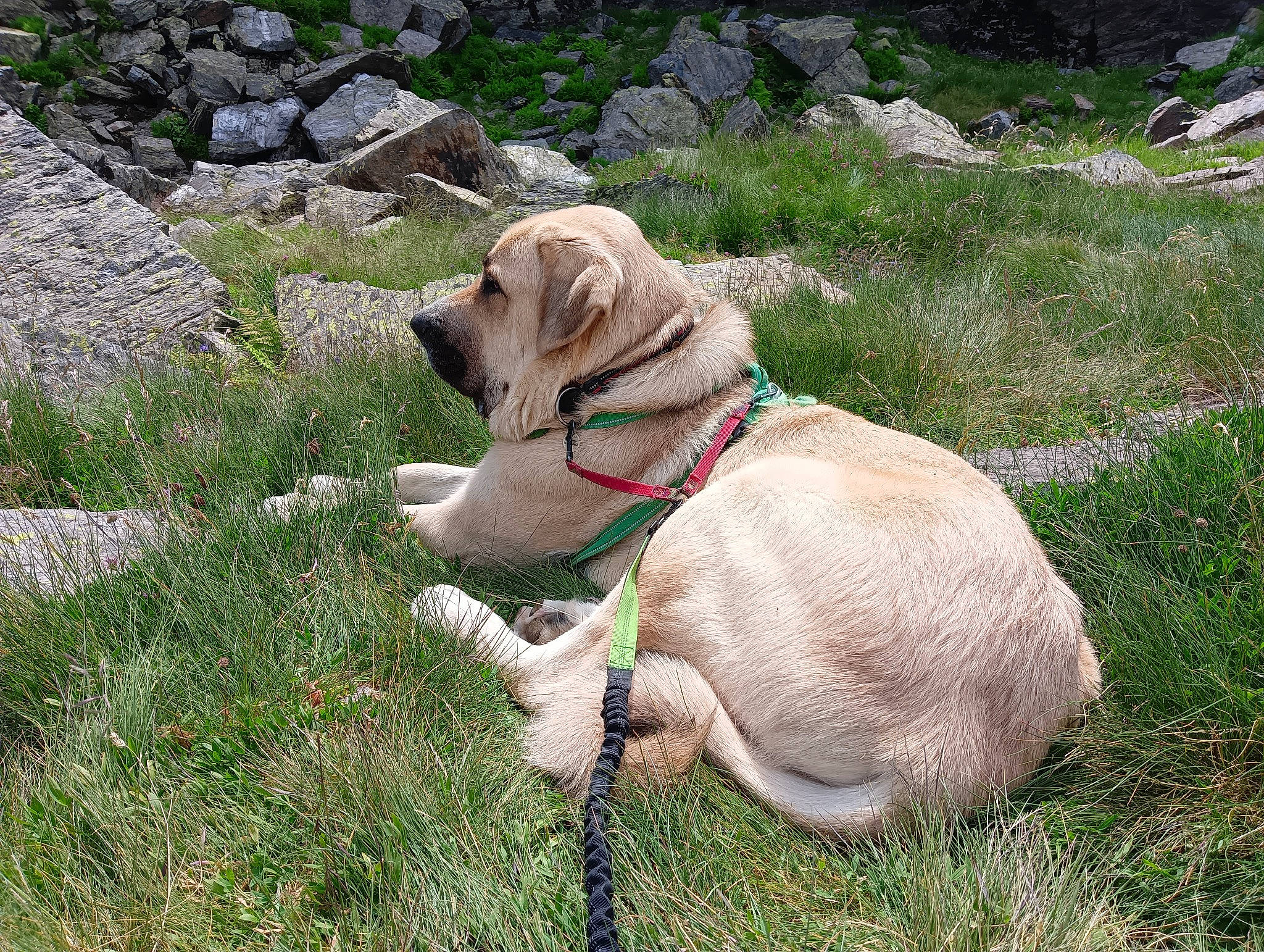 Simba participe au concours pour gagner de l'argent avec cette photo : carnivore, collar, companion_dog, dog, dog_breed, dog_collar, dog_supply, fawn, grass, grassland, groundcover, leash, liver, pet_supply, plant, sporting_group, tail, terrestrial_animal, working_animal, wrinkle