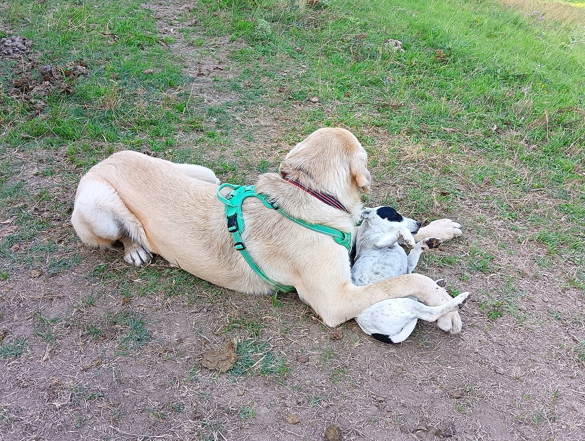 Simba a rejoint le concours — aidez-le/la à gagner de superbes lots ! canidae, carnivore, collar, companion_dog, dog, dog_breed, dog_clothes, dog_collar, dog_supply, fashion_accessory, fawn, grass, leash, mammal, pet_supply, sidewalk, snout, sporting_group, tail, working_animal