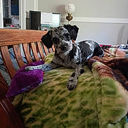 dog, puppy, bench, blanket, plush_toy, purple_toy, indoor, wooden_furniture, lamp, calendar, curious, pet, cozy, living_room, fur, black_and_gray, cute, toy, resting, head_tilt