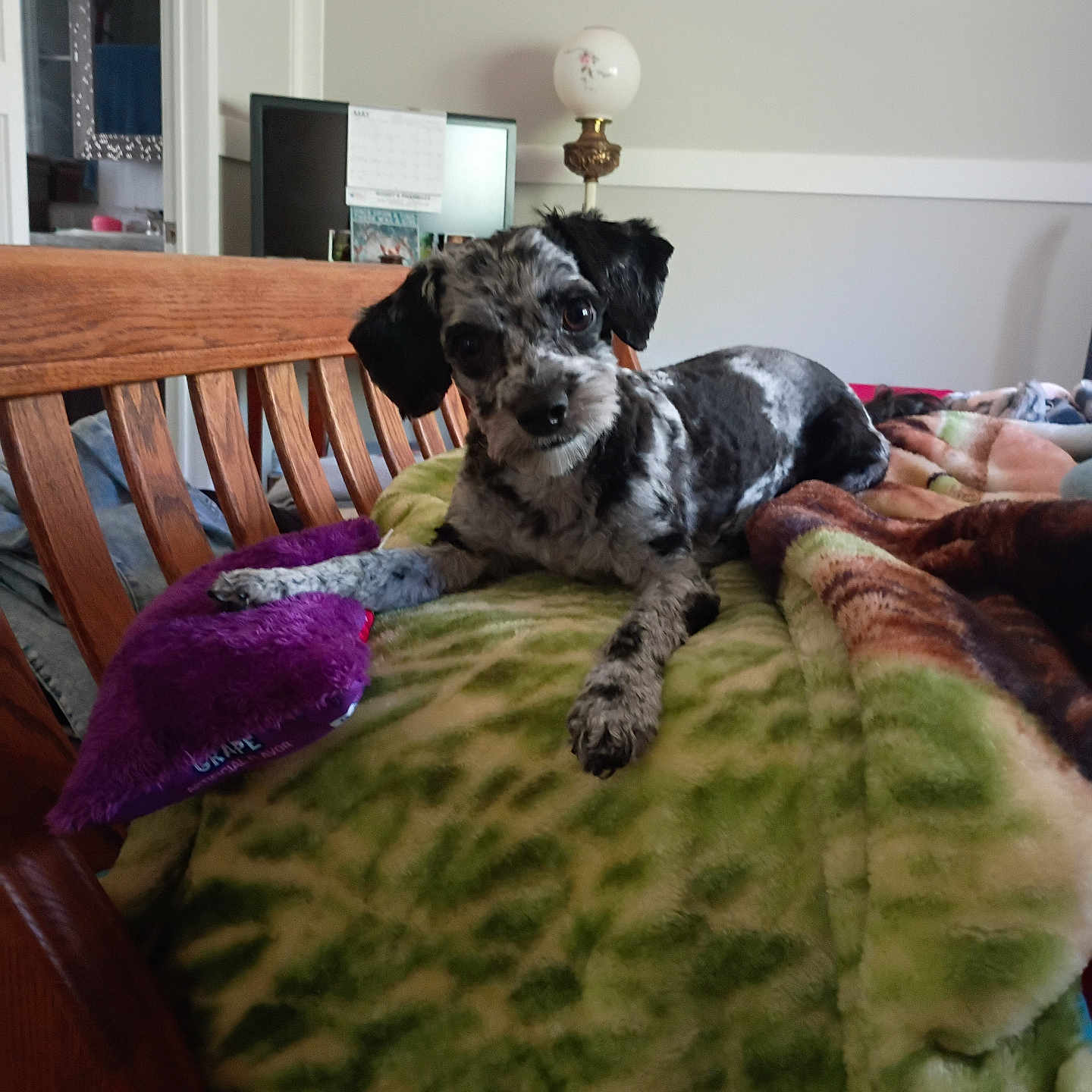 Colter is registered to the contest to win money with this photo: dog, puppy, bench, blanket, plush_toy, purple_toy, indoor, wooden_furniture, lamp, calendar, curious, pet, cozy, living_room, fur, black_and_gray, cute, toy, resting, head_tilt