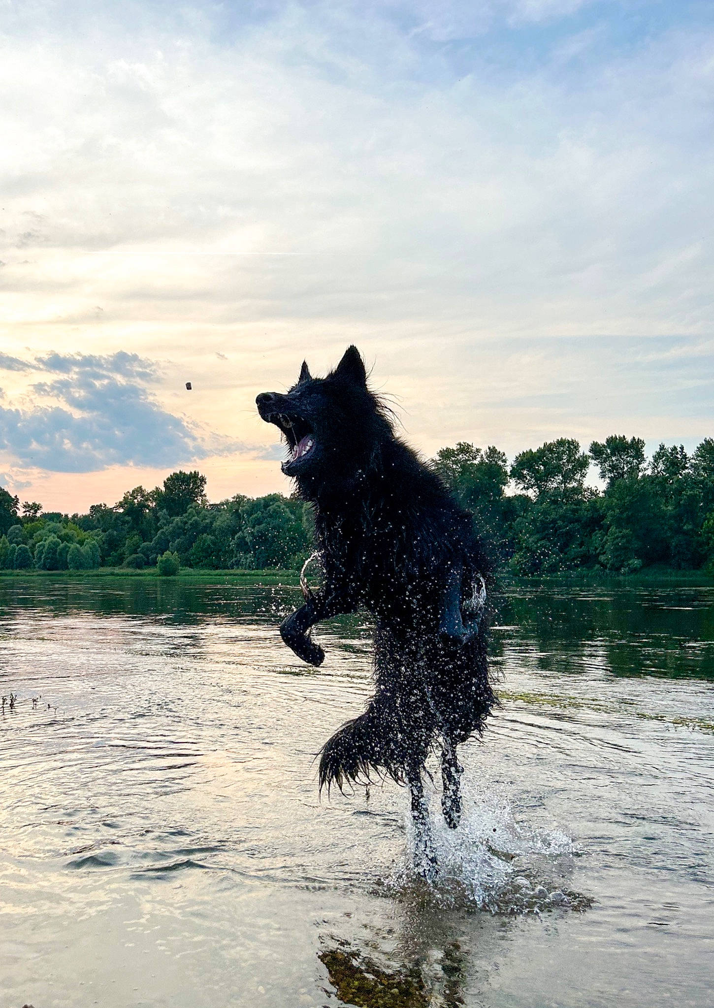Soho a rejoint le concours — aidez-le/la à gagner de superbes lots ! canidae, carnivore, cloud, dog, dog_breed, guard_dog, herding_dog, lake, liquid, ocean, sea, sky, sporting_group, tree, water, wave, wildlife, wind_wave, working_animal, working_dog