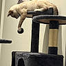 Kairo joined the competition — help win amazing prizes! cat, cat_tree, indoor, feline, relaxed, dangling_paw, toy, wall_art, portrait_painting, multi_level, scratching_post, fur, pet, animal, resting, cozy, home, furniture, playful, cute