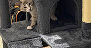 Kairo is registered to the contest to win money with this photo: cat, cat_tree, pet, indoor, plush, toy, curious, feline, furniture, gray, carpet, animal, playful, home, kitten, hiding, ramp, scratching_post, cozy, domestic