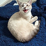 Kairo joined the competition — help win amazing prizes! cat, animal, pet, feline, blue_blanket, fur, whiskers, ears, tail, cute, domestic_animal, resting, indoor, cozy, smiling, happy, playful, young_cat, mammal, curled_up
