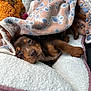 Mocha Wood joined the competition — help win amazing prizes! puppy, dog, blanket, paw_prints, plush_toy, sleepy, cozy, cute, brown, small, fur, pet, animal, resting, soft_texture, indoors, comfort, bed, snuggled, relaxed