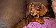 Mocha Wood joined the competition — help win amazing prizes! dog, puppy, dachshund, person, shoulder, couch, brown, purple_shirt, glasses, indoor, pet, small_dog, cute, portrait, relaxed, home, furniture, companion, animal, friendly