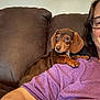 dog, puppy, dachshund, person, shoulder, couch, brown, purple_shirt, glasses, indoor, pet, small_dog, cute, portrait, relaxed, home, furniture, companion, animal, friendly