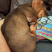 Mocha Wood joined the competition — help win amazing prizes! puppy, dog, sleeping, curled_up, brown_fur, close_up, person, shirt, colorful_pattern, indoor, couch, arm, resting, cute, pet, companion, relaxation, soft_lighting, cozy, nap