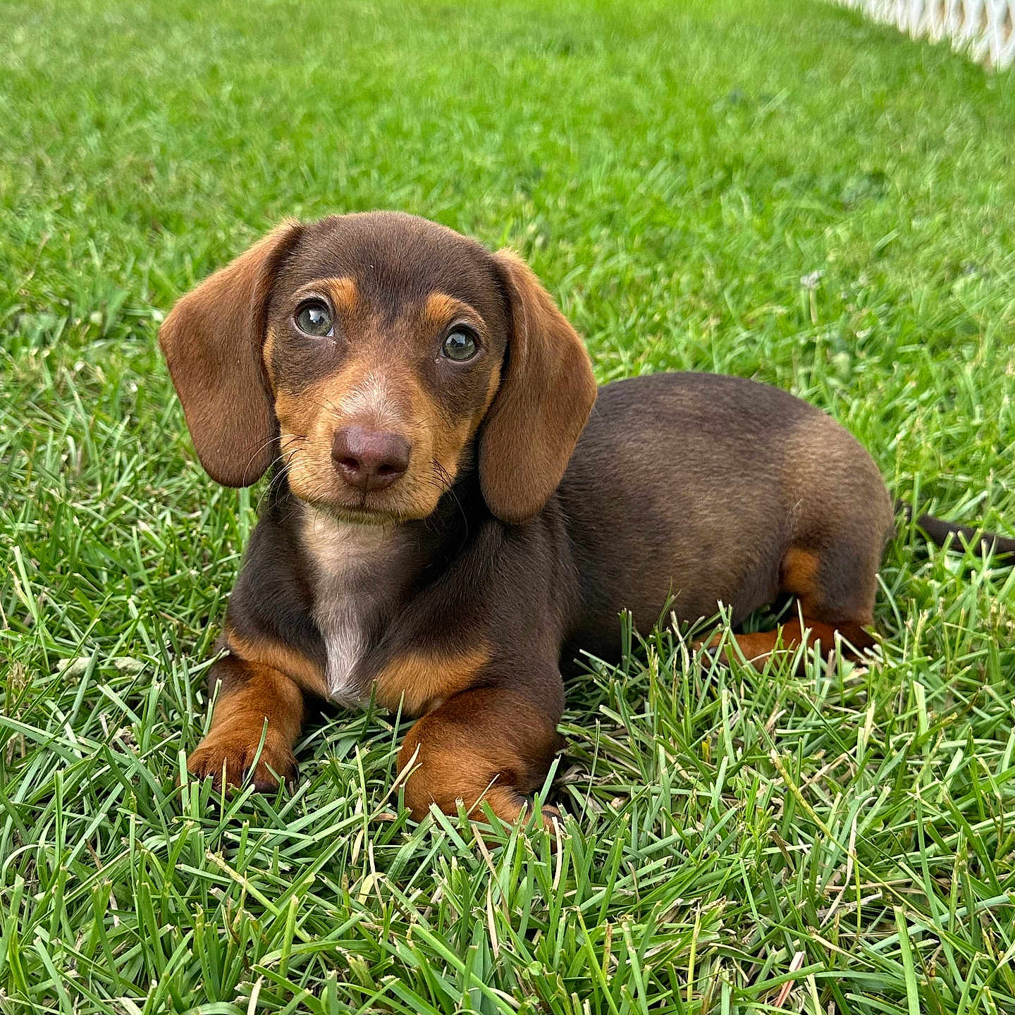 Mocha Wood is registered to the contest to win money with this photo: animal, backyard, brown, canine, cute, dachshund, dog, ears, fence, fur, grass, looking_up, lying_down, nature, outdoor, pet, puppy, small_dog, tan, young