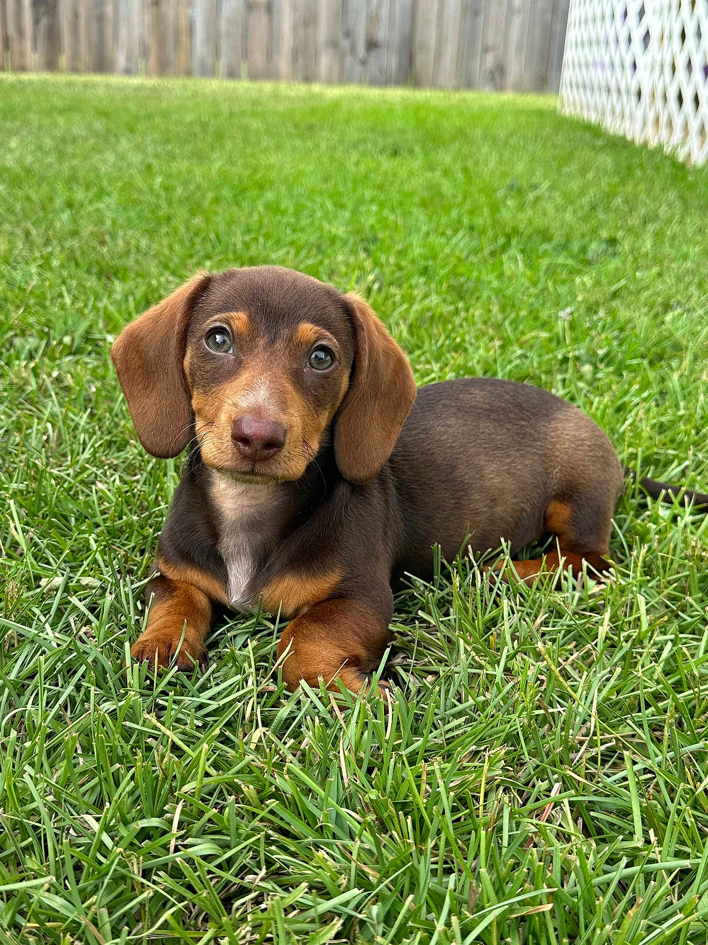 Mocha Wood is registered to the contest to win money with this photo: puppy, dog, dachshund, grass, outdoor, backyard, fence, pet, animal, brown, tan, cute, young, lying_down, looking_up, nature, canine, small_dog, fur, ears