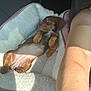 Mocha Wood joined the competition — help win amazing prizes! dog, puppy, dachshund, pet_bed, fluffy_bed, relaxing, sunlight, car_seat, arm, brown_fur, cozy, cute, resting, indoor, animal, canine, short_hair, small_dog, paw, comfort