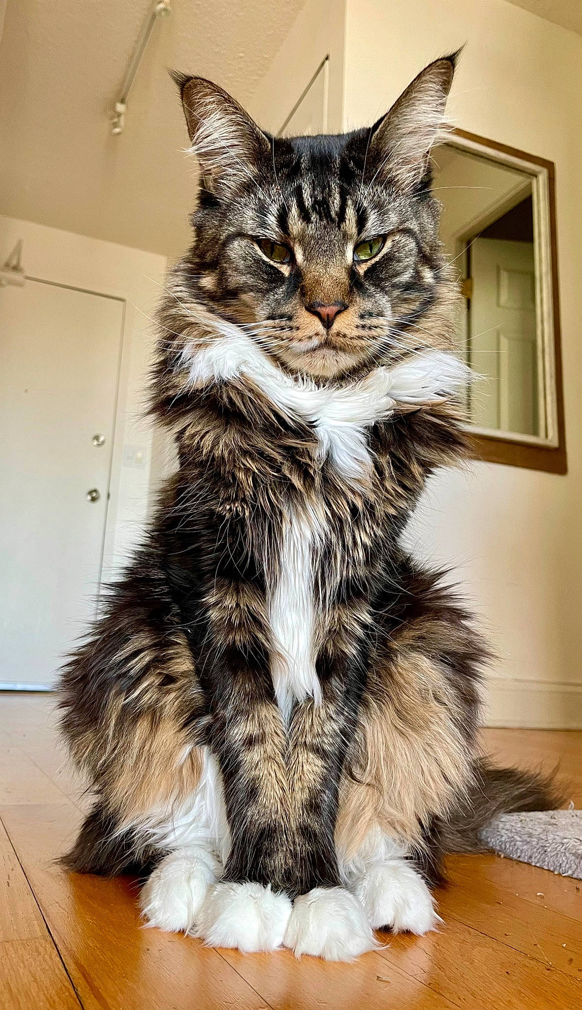 Griffin joined the competition — help win amazing prizes! carnivore, cat, claw, comfort, domestic_short_haired_cat, drawer, felidae, flooring, fur, maine_coon, paw, sitting, small_to_medium_sized_cats, snout, tail, terrestrial_animal, whiskers, window