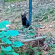 Salem joined the competition — help win amazing prizes! black_cat, cat, outdoor, greenery, leaves, plants, wood, pole, nature, animal, feline, wildlife, ground, tree, trunk, bushes, forest_floor, sitting, daylight, blur