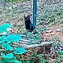 black_cat, cat, outdoor, greenery, leaves, plants, wood, pole, nature, animal, feline, wildlife, ground, tree, trunk, bushes, forest_floor, sitting, daylight, blur