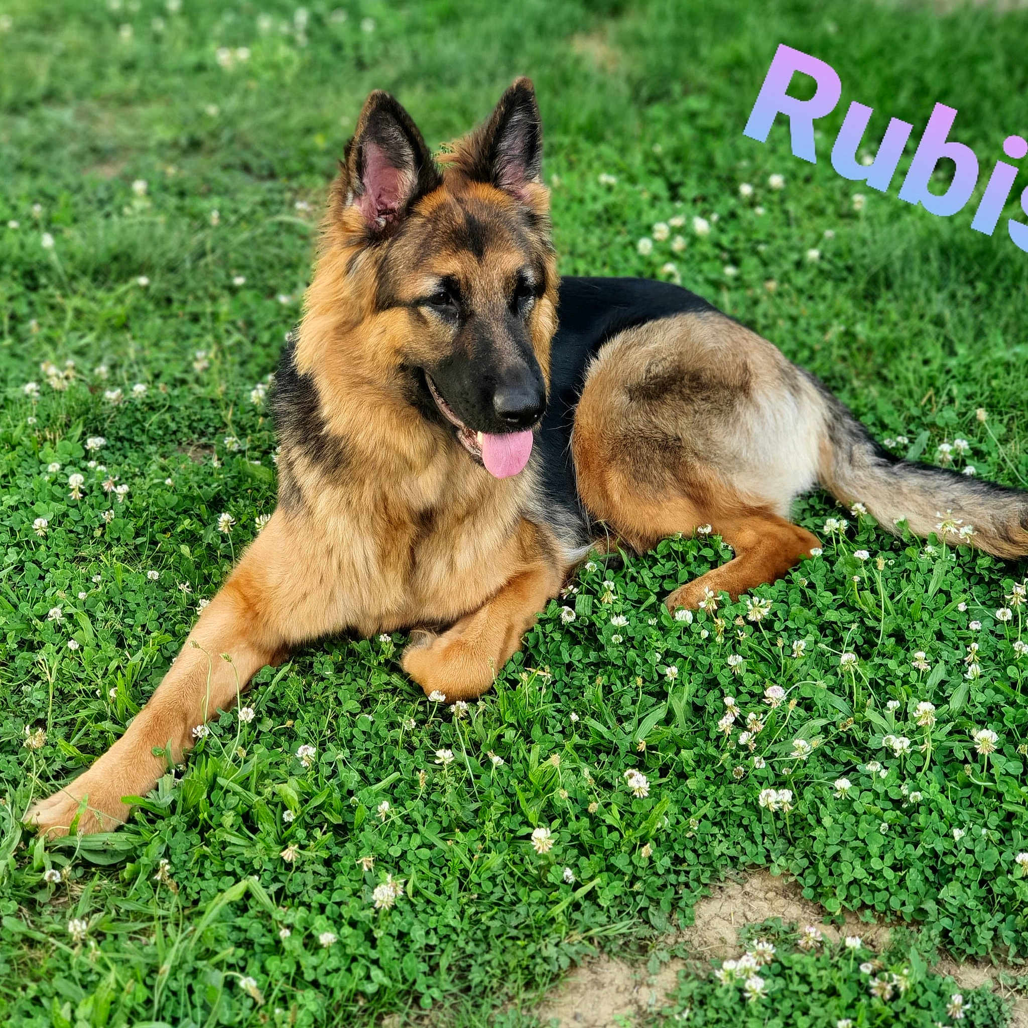 Rubis