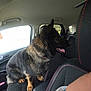 Bitsy a rejoint le concours — aidez-le/la à gagner de superbes lots ! dog, german_shepherd, car_interior, passenger_seat, black_seat, red_stitching, window, tongue_out, sitting, pet, fur, seatbelt, collar, human_arm, bracelet, side_window, headrest, vehicle, indoor, animal