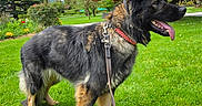 Bitsy a rejoint le concours — aidez-le/la à gagner de superbes lots ! animal, canine, collar, daylight, dog, flower, fur, grass, greenery, happy, leash, nature, outdoor, park, pet, side_view, summer, tongue_out, tree, walking