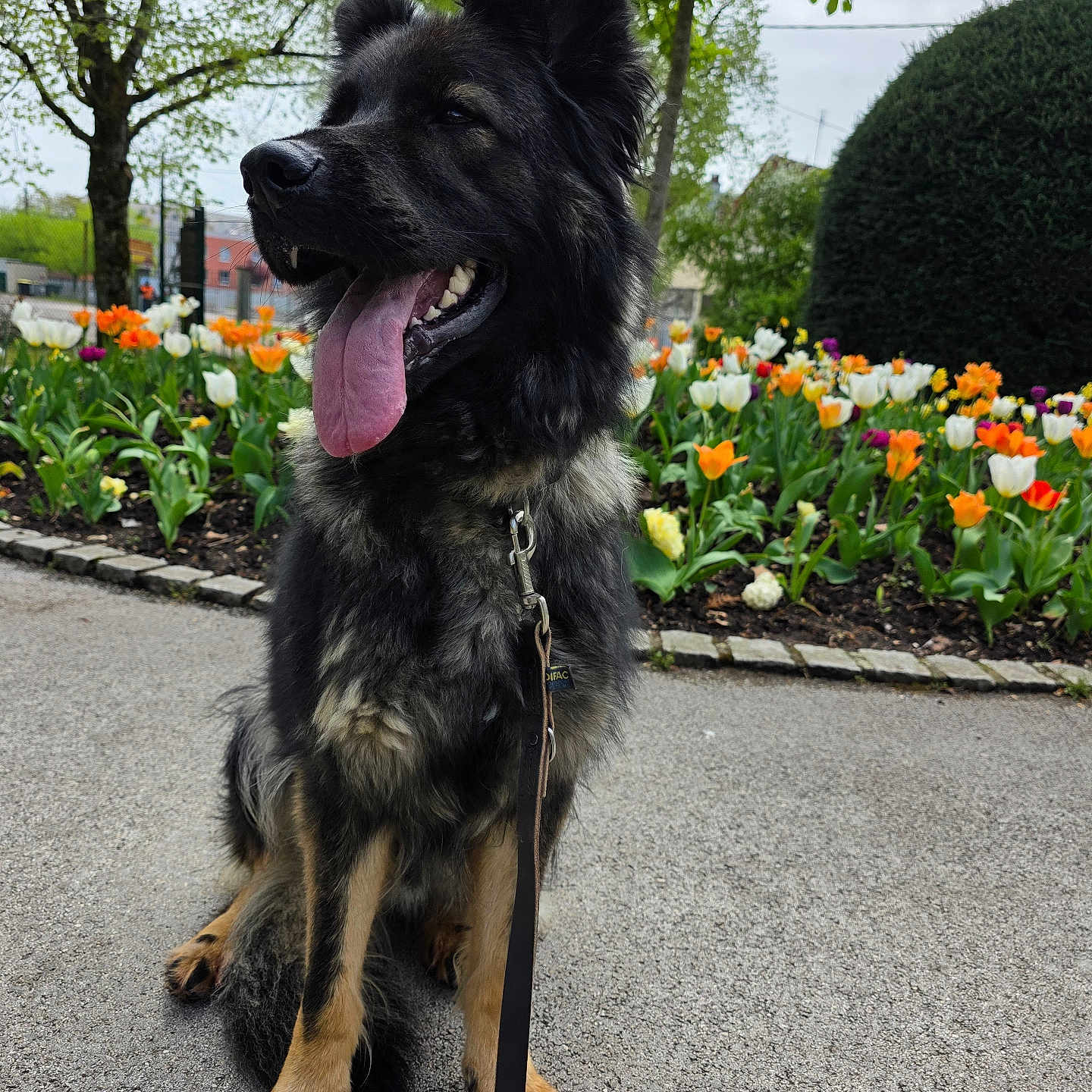 Bitsy participe au concours pour gagner de l'argent avec cette photo : animal, bush, cloudy_sky, colorful_flowers, daytime, dog, flower_bed, german_shepherd, greenery, happy, leash, nature, outdoor, park, paved_path, pet, sitting, tongue_out, trees, tulips
