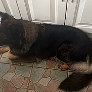 Bitsy participe au concours pour gagner de l'argent avec cette photo : dog, animal, pet, lying_down, floor, kitchen, tile_floor, black_fur, brown_fur, tail, ears, indoors, cabinet, quiet, resting, side_view, large_dog, domestic, canine, fur