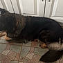 Bitsy participe au concours pour gagner de l'argent avec cette photo : animal, black_fur, brown_fur, cabinet, canine, dog, domestic, ears, floor, fur, indoors, kitchen, large_dog, lying_down, pet, quiet, resting, side_view, tail, tile_floor