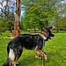 Bitsy a rejoint le concours — aidez-le/la à gagner de superbes lots ! animal, canine, collar, daytime, dog, german_shepherd, grass, greenery, leash, nature, outdoor, park, pet, playful, sculpture, sculpture_wood, sunny, tongue_out, trees, walking
