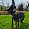 Bitsy participe au concours pour gagner de l'argent avec cette photo : animal, blurred_background, canine, collar, daytime, dog, ears, flowers, garden, german_shepherd, grass, greenery, leash, nature, outdoor, park, pet, portrait, standing, tongue