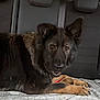 animal, backseat, blanket, car_interior, daylight, dog, ears, fur, german_shepherd, headrest, lying_down, nosed, outdoor, pet, rain, road, seatbelt, trees, vehicle, window