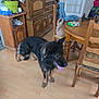 Bitsy a rejoint le concours — aidez-le/la à gagner de superbes lots ! dog, german_shepherd, indoor, wooden_floor, dining_table, chair, flower_pot, cabinet, bag, tongue_out, pet, home, furniture, leash, coat, box, plant, door, window, floor