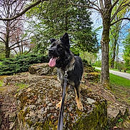 Bitsy a rejoint le concours — aidez-le/la à gagner de superbes lots ! animal, bench, canine, dog, forest, grass, greenery, happy, leash, moss, nature, outdoor, park, pathway, pet, rock, spring, tongue_out, tree, walking