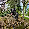 animal, bench, canine, dog, forest, grass, greenery, happy, leash, moss, nature, outdoor, park, pathway, pet, rock, spring, tongue_out, tree, walking