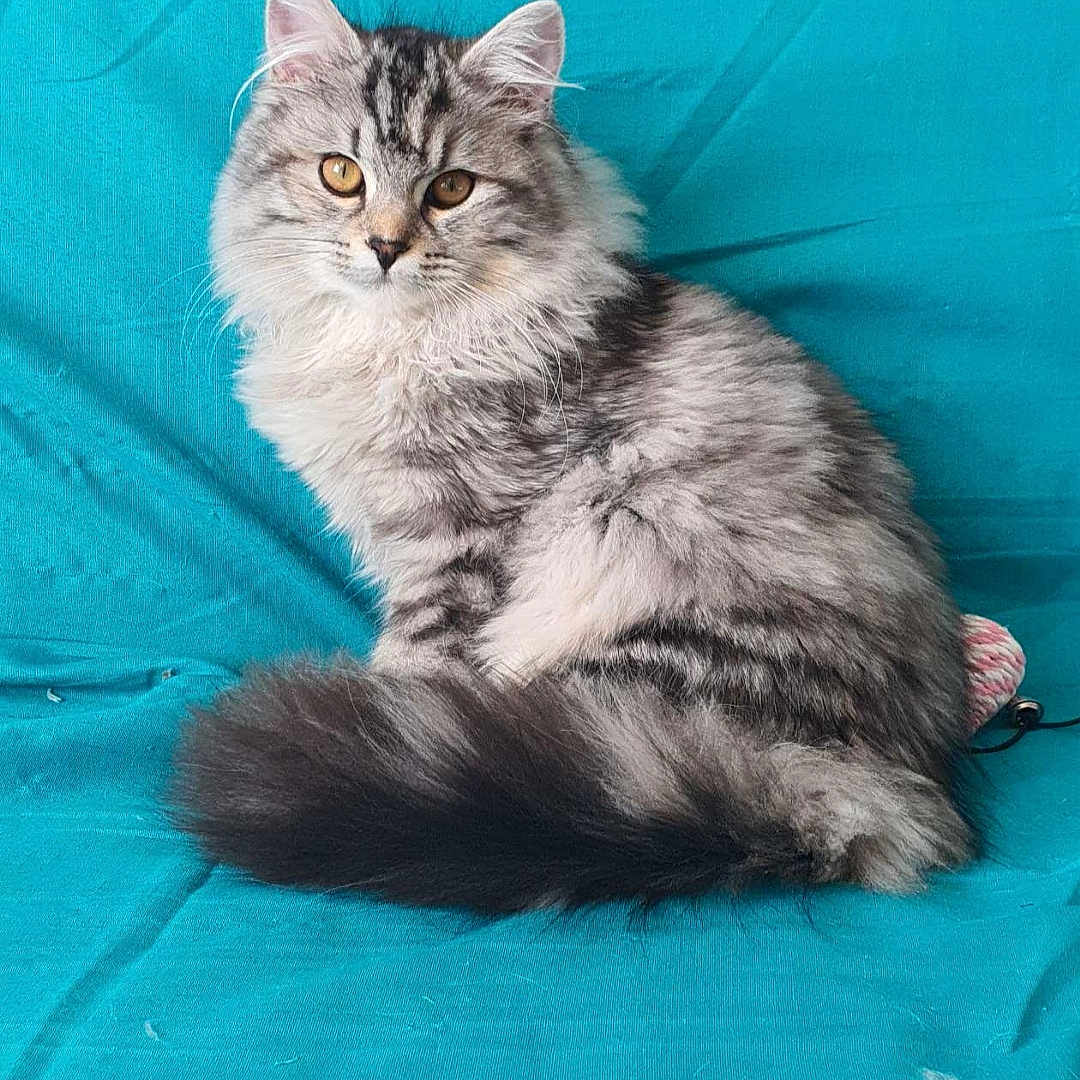 Sundea participe au concours pour gagner de l'argent avec cette photo : abyssinian, angora, animal, cat, kitten, manx, pet, siamese