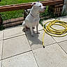 dog, white_dog, pet, sitting, outdoor, patio, backyard, garden, grass, bench, wood, concrete, paving_stones, garden_hose, yellow_hose, collar, animal, portrait, daylight, domestic_animal