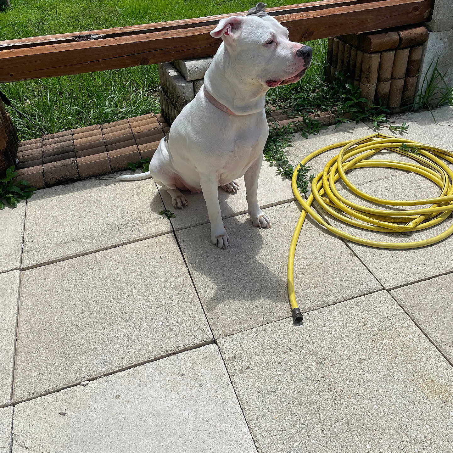 Zena