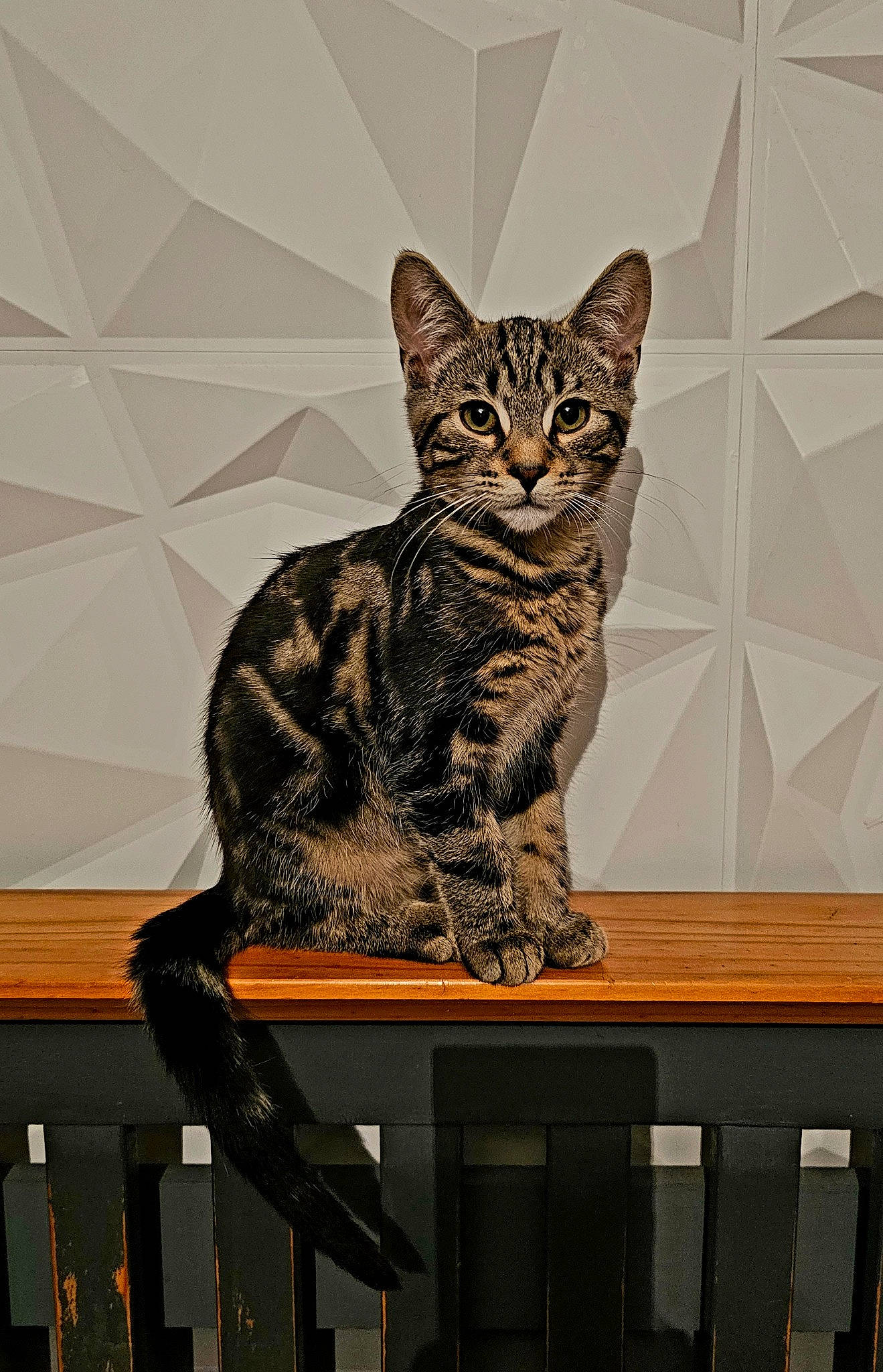 Twix is registered to the contest to win money with this photo: art, carnivore, cat, domestic_short_haired_cat, felidae, flooring, fur, lynx, metal, rectangle, sitting, small_to_medium_sized_cats, snout, table, tail, terrestrial_animal, whiskers, wildlife, wood