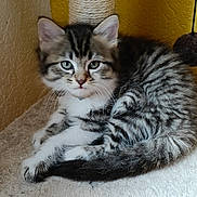 Rugby a rejoint le concours — aidez-le/la à gagner de superbes lots ! kitten, cat, tabby, feline, pet, animal, indoor, scratching_post, toy, fur, green_eyes, cute, young, resting, curious, whiskers, paws, soft, closeup, domestic