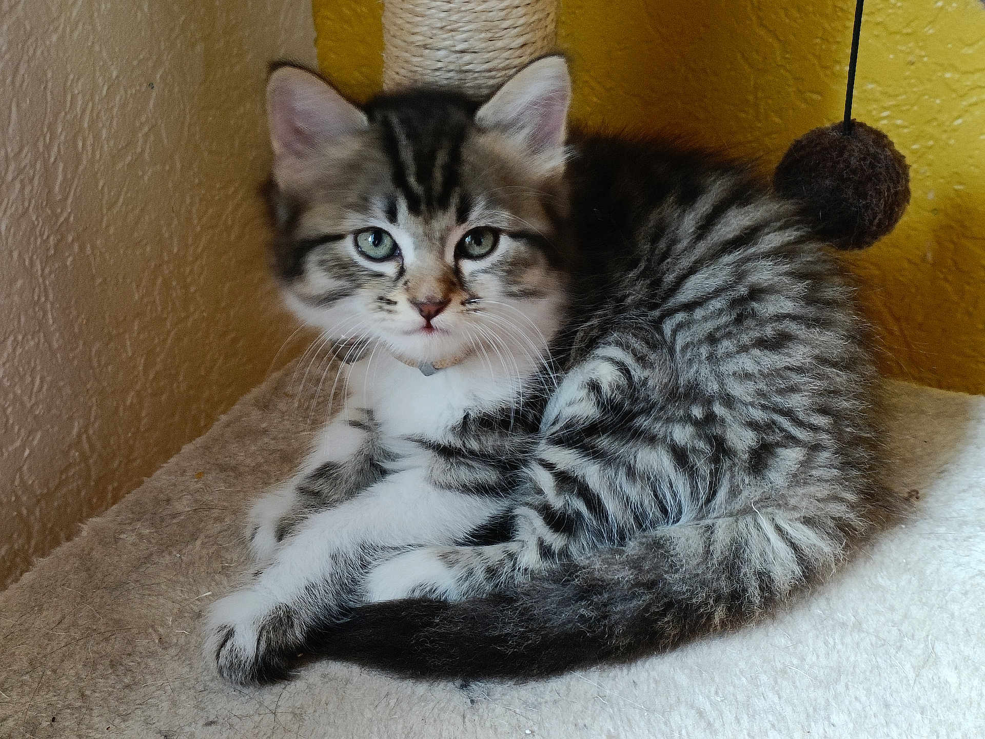 Rugby a rejoint le concours — aidez-le/la à gagner de superbes lots ! kitten, cat, tabby, feline, pet, animal, indoor, scratching_post, toy, fur, green_eyes, cute, young, resting, curious, whiskers, paws, soft, closeup, domestic