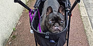Olly a rejoint le concours — aidez-le/la à gagner de superbes lots ! animal, black, canine, companion, curb, daytime, dog, french_bulldog, handlebar, leash, outdoor, parked_car, pavement, pet, pet_stroller, sidewalk, street, urban, walking, wheels