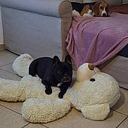 Olly a rejoint le concours — aidez-le/la à gagner de superbes lots ! animal, beagle, black, blanket, brown, couch, cozy, dog, floor, french_bulldog, furniture, indoor, living_room, pet, relaxing, resting, stuffed_toy, teddy_bear, tile_floor, white