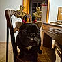 Olly participe au concours pour gagner de l'argent avec cette photo : animal, antlers, black_dog, chair, christmas, cute, decoration, dog, festive, french_bulldog, holiday, house, indoor, mammal, pet, portrait, reindeer_antlers, table, tile_floor, wooden_chair