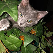 Lovey joined the competition — help win amazing prizes! kitten, gray_cat, green_leaves, plant, indoor, curious, yellow_eyes, pet, feline, close_up, nature, foliage, cute, animal, young_cat, whiskers, paw, exploring, houseplant, playful