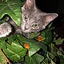 kitten, gray_cat, green_leaves, plant, indoor, curious, yellow_eyes, pet, feline, close_up, nature, foliage, cute, animal, young_cat, whiskers, paw, exploring, houseplant, playful