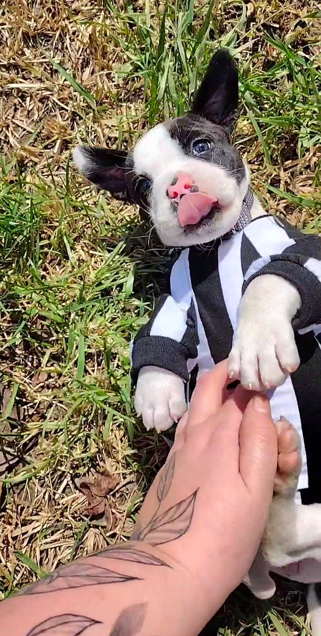 Chomper joined the competition — help win amazing prizes! adventure, bow_tie, canidae, carmine, carnivore, collar, companion_dog, dog, dog_breed, dog_collar, fawn, fur, grass, plant, recreation, snout, sporting_group, tail, thumb, whiskers