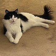 Kovu joined the competition — help win amazing prizes! cat, black_and_white, fluffy, carpet, indoor, pet, animal, feline, relaxed, lying_down, curious, wide_eyes, whiskers, tail, front_paws, fur, domestic_cat, resting, cute, alert