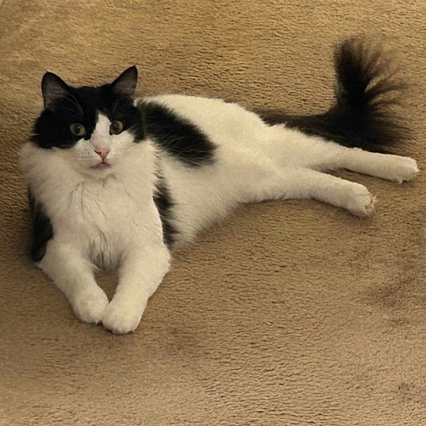 Kovu