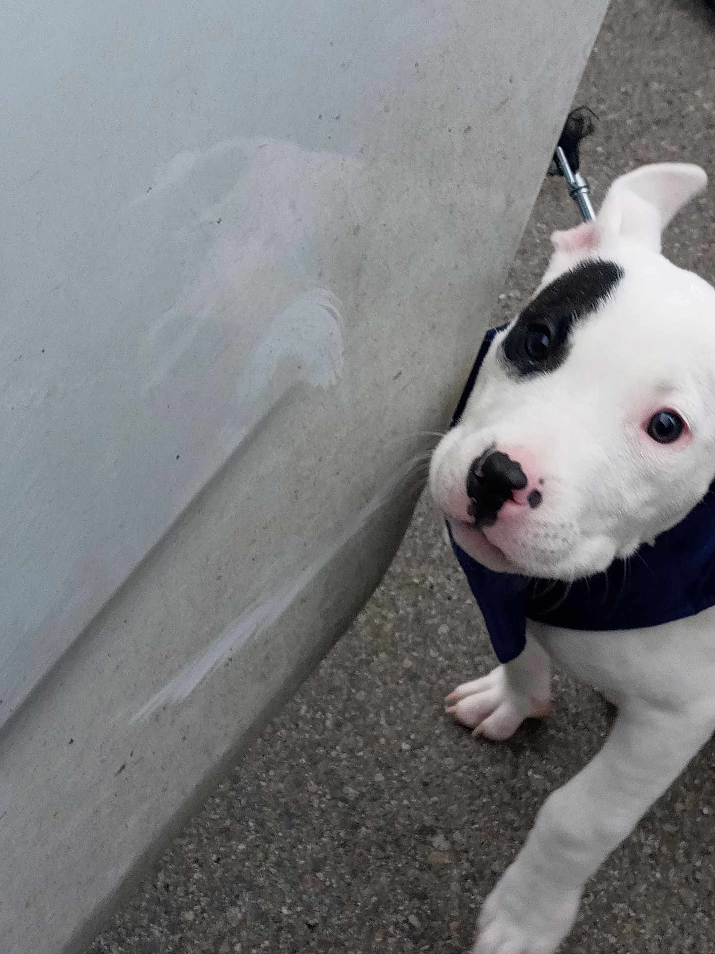 Chloe joined the competition — help win amazing prizes! puppy, dog, white_dog, black_patch, car_door, scratch, pavement, curious, pet, animal, outdoor, young_dog, leash, closeup, sidewalk, canine, cute, looking_up, fur, ears
