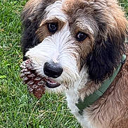 Ruby is registered to the contest to win money with this photo: animal, black, brown, canine, closeup, collar, curly_fur, dog, ears, eyes, fur, grass, greenery, muzzle, nature, outdoor, pet, pinecone, playful, white