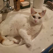 Gus is registered to the contest to win money with this photo: cat, bathroom, sink, white_cat, orange_cat, pet, animal, domestic_cat, fur, whiskers, relaxed, curious, hairbrush, soap, shampoo, paper_towel, countertop, household, indoor, cute